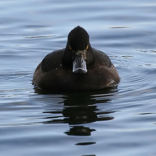 evil_duck