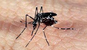 Presquisa informa que as mulheres conhecem as formas de erradicar o mosquito transmissor da zika e de outras doençasArquivo/Agência Brasil